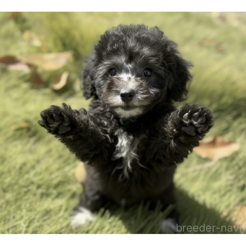 販売中の岩手県のタイニープードル-425629の3枚目