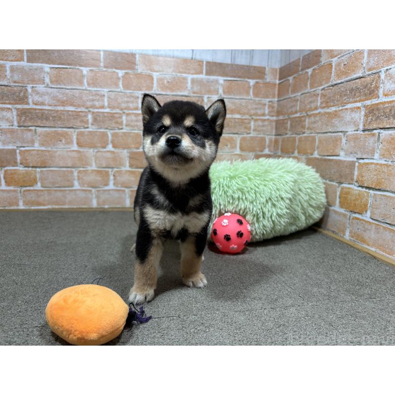 販売中の奈良県の豆柴-425626の5枚目