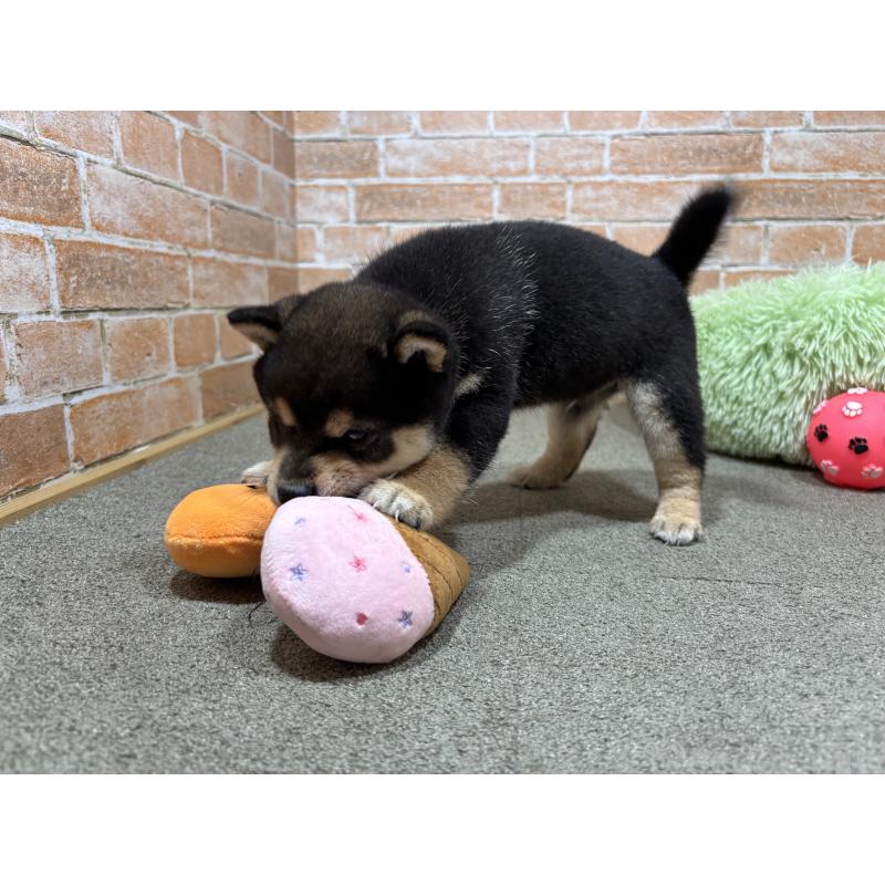 販売中の奈良県の豆柴-425626の4枚目