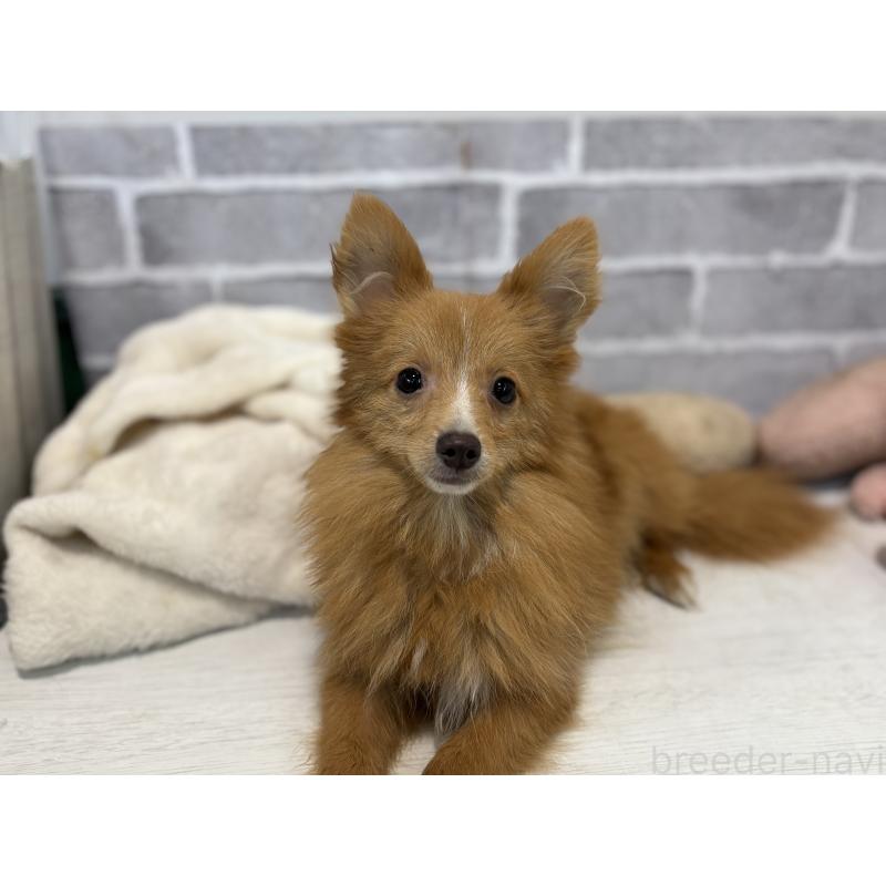 販売中の東京都のミックス犬-394129の2枚目