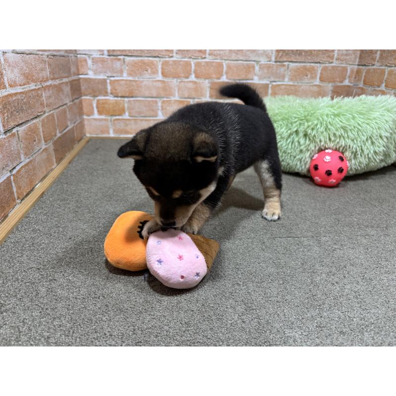 販売中の奈良県の豆柴-425626の3枚目