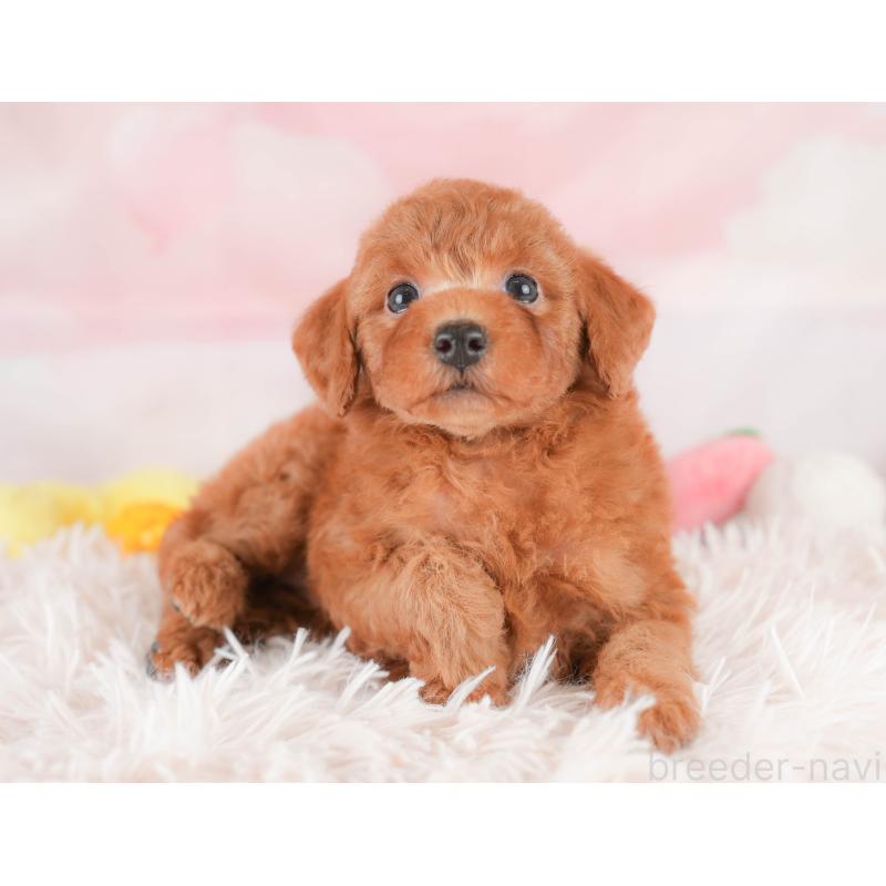 販売中の埼玉県のトイプードル-425630の12枚目