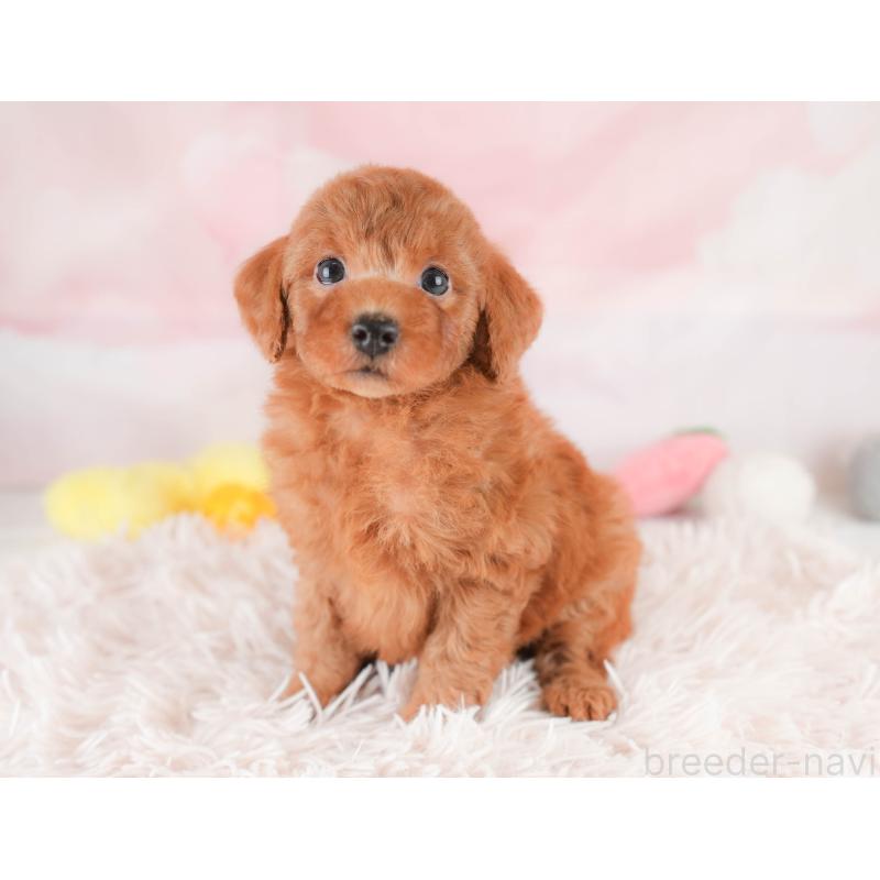 販売中の埼玉県のトイプードル-425630の11枚目