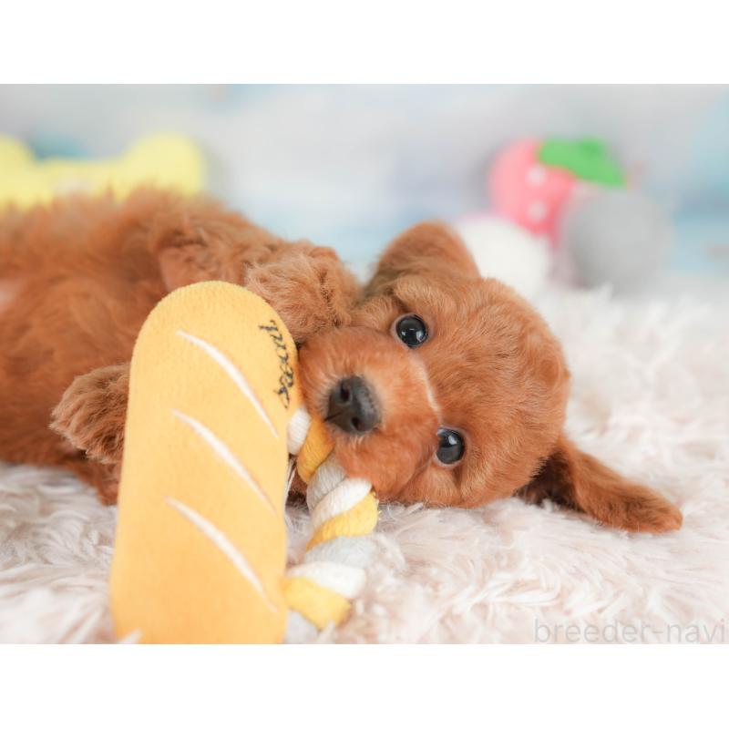 販売中の埼玉県のトイプードル-425630の10枚目