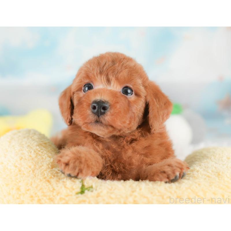 販売中の埼玉県のトイプードル-425630の9枚目