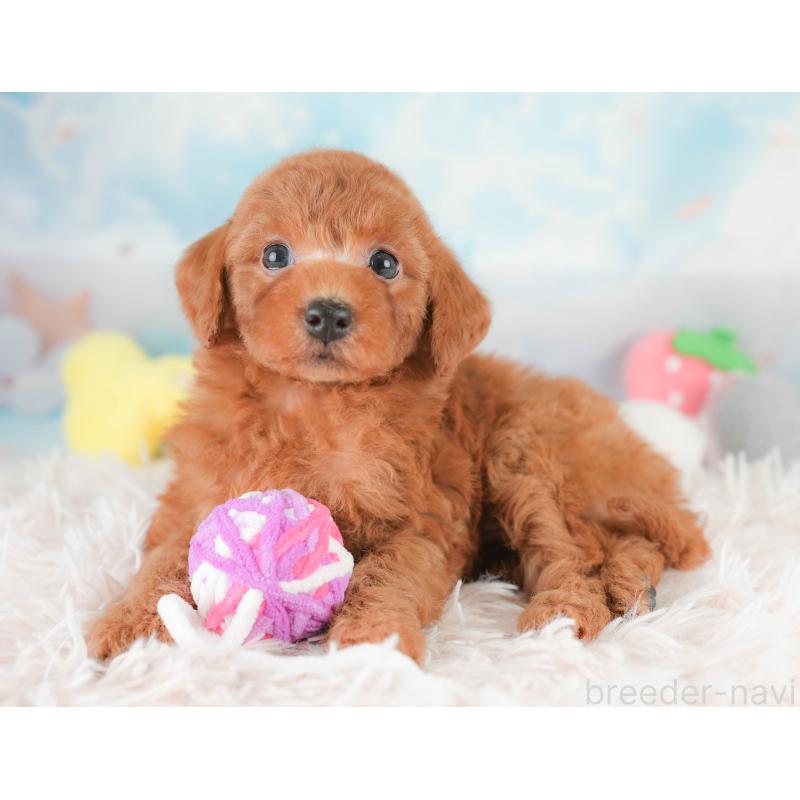 販売中の埼玉県のトイプードル-425630の8枚目