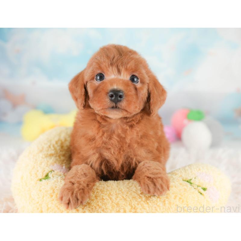 販売中の埼玉県のトイプードル-425630の7枚目