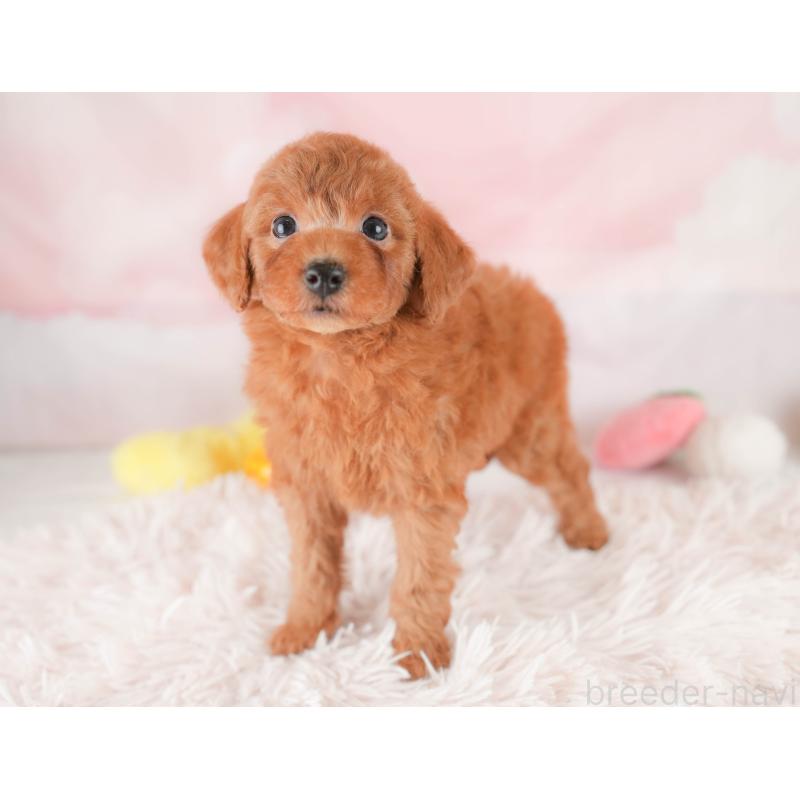 販売中の埼玉県のトイプードル-425630の6枚目