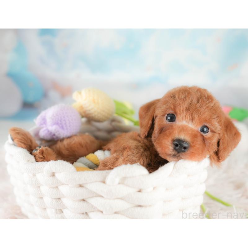 販売中の埼玉県のトイプードル-425630の5枚目