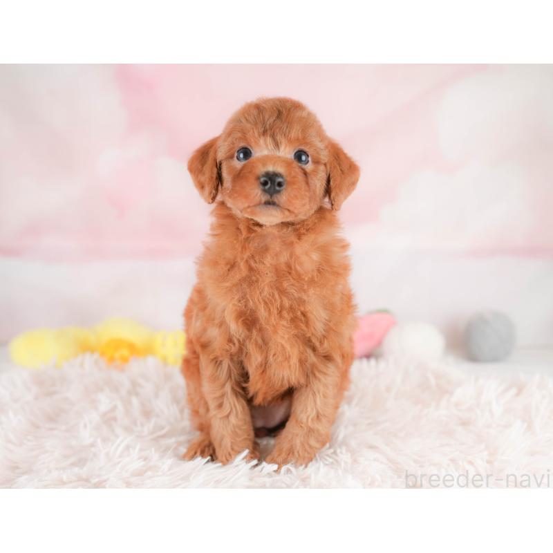 販売中の埼玉県のトイプードル-425630の4枚目