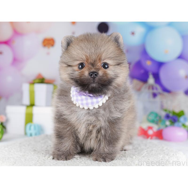 販売中の千葉県のポメラニアン-425628の8枚目