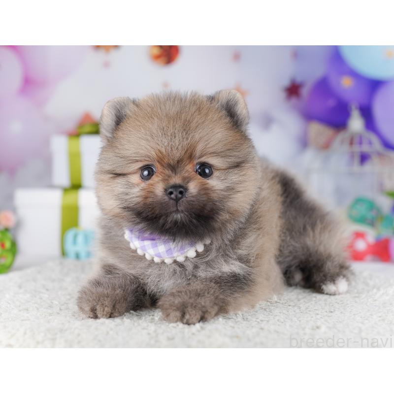 販売中の千葉県のポメラニアン-425628