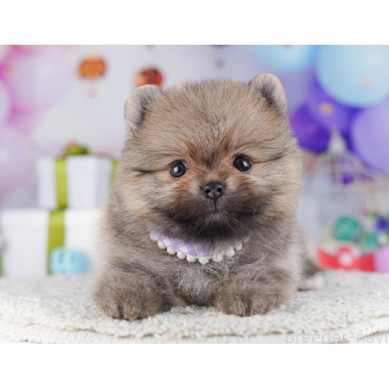 販売中の千葉県のポメラニアン-425628の7枚目