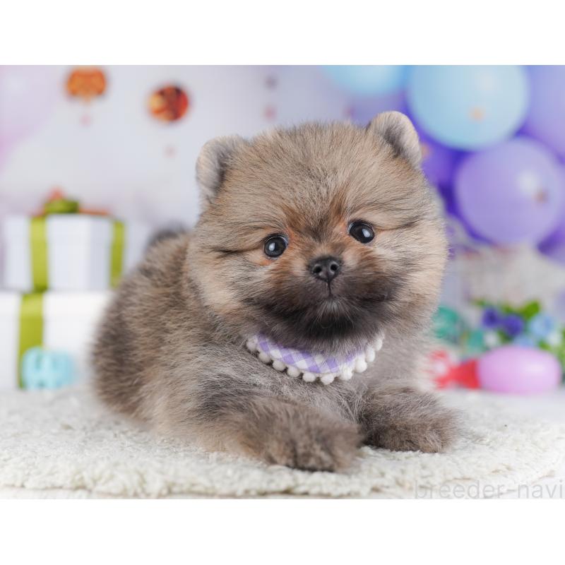 販売中の千葉県のポメラニアン-425628の6枚目