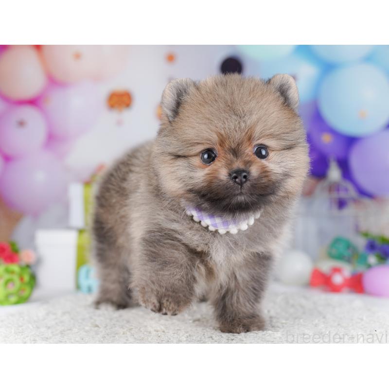 販売中の千葉県のポメラニアン-425628の5枚目