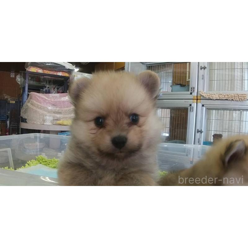 販売中の愛知県のポメラニアン-425627