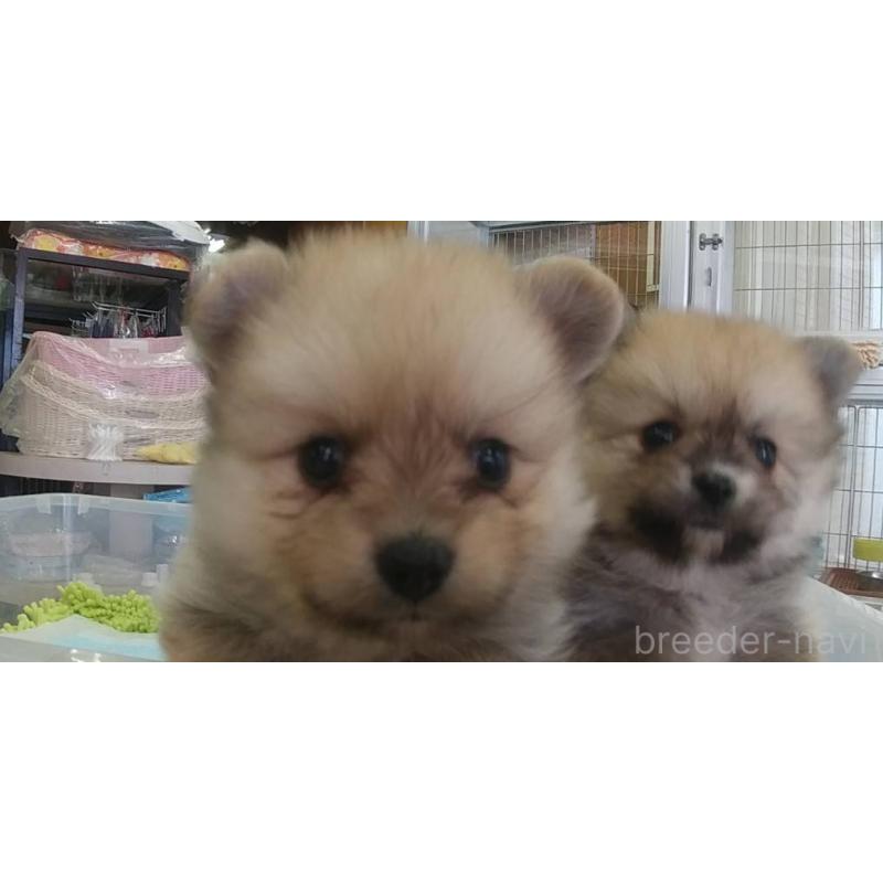 販売中の愛知県のポメラニアン-425627の2枚目