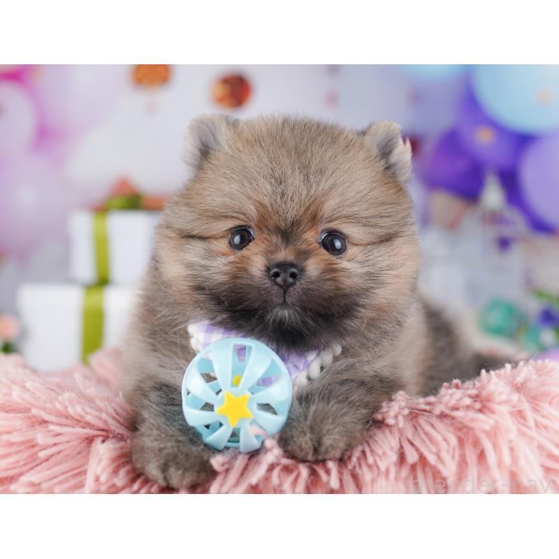 販売中の千葉県のポメラニアン-425628の3枚目