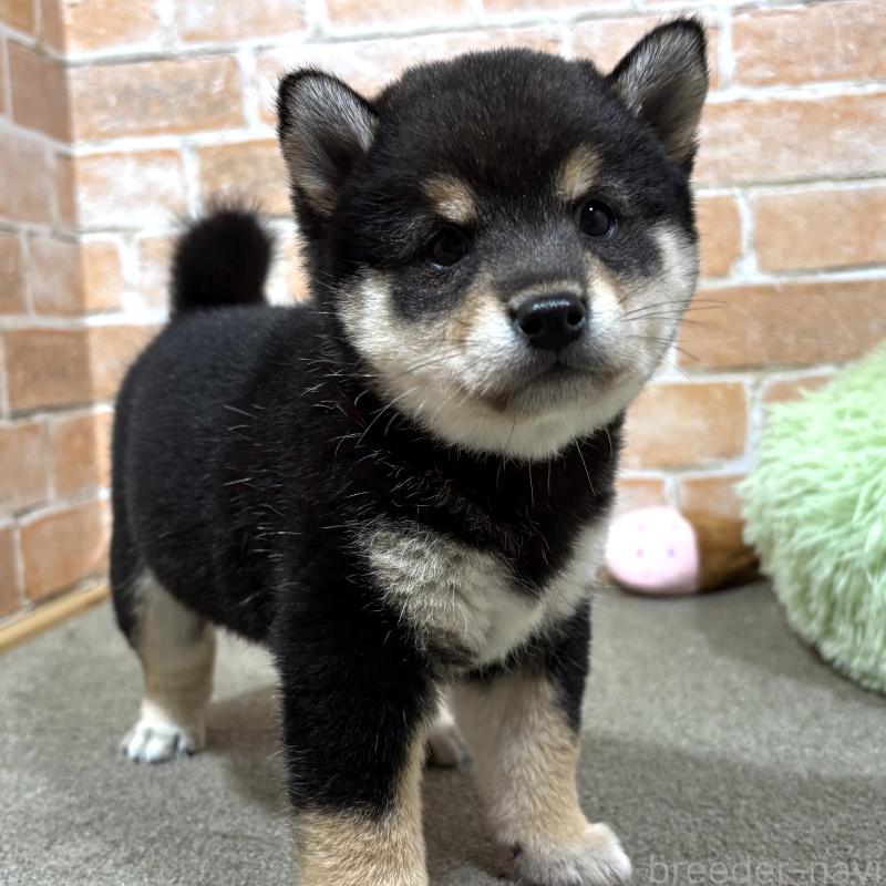 販売中の奈良県の豆柴-425631