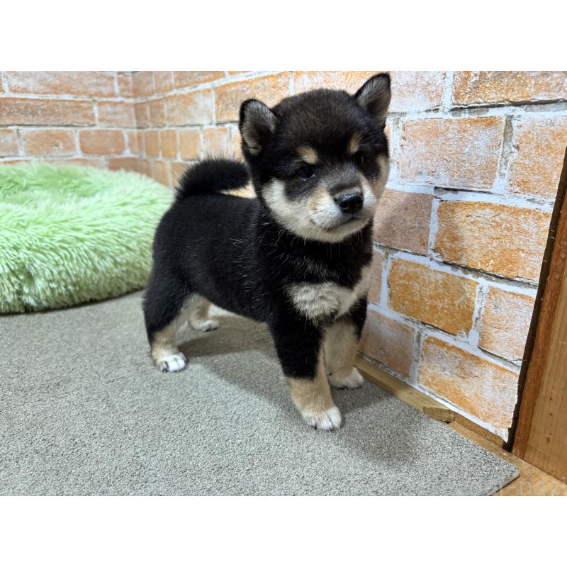 販売中の奈良県の豆柴-425631の10枚目