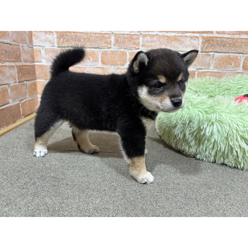 販売中の奈良県の豆柴-425631の9枚目