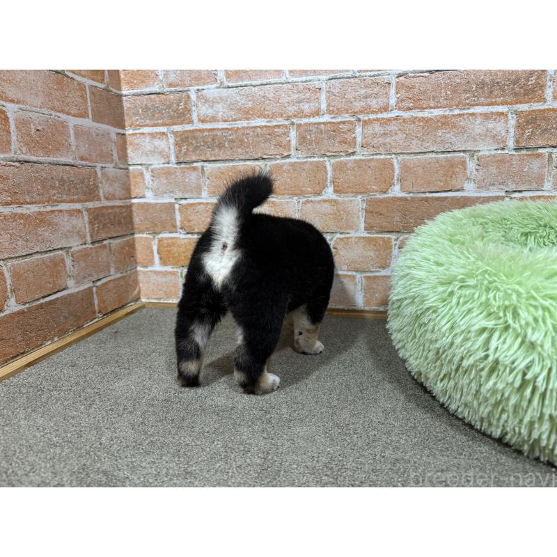 販売中の奈良県の豆柴-425631の8枚目