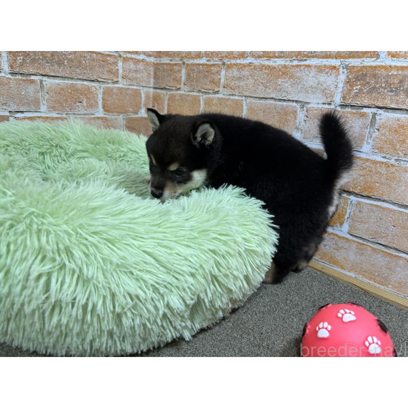 販売中の奈良県の豆柴-425631の6枚目