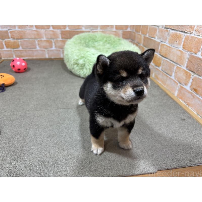 販売中の奈良県の豆柴-425631の4枚目