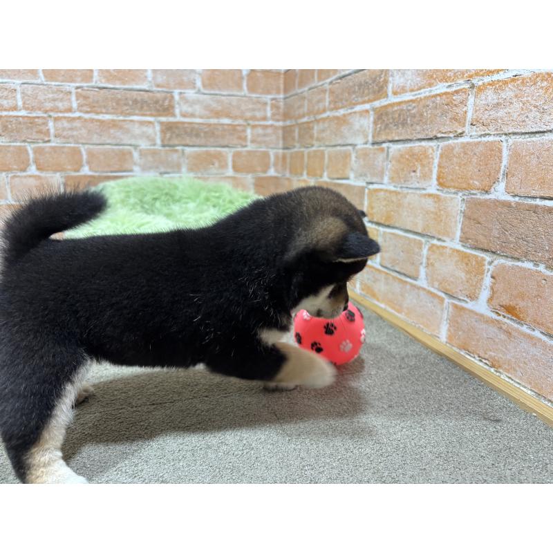 販売中の奈良県の豆柴-425631の3枚目