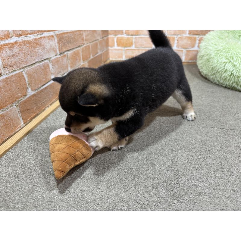 販売中の奈良県の豆柴-425631の2枚目