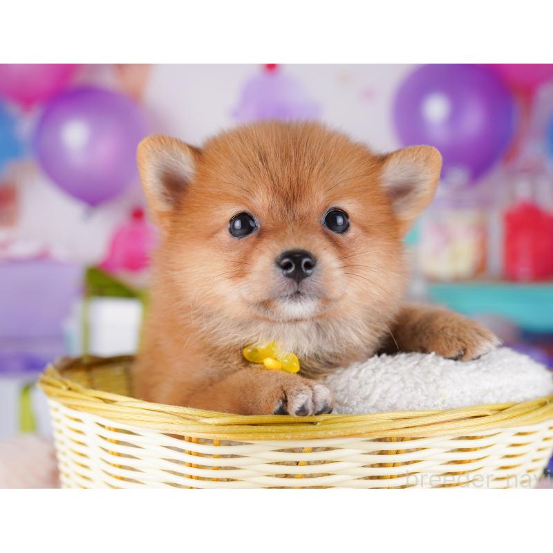 販売中の千葉県のミックス犬-425632の6枚目