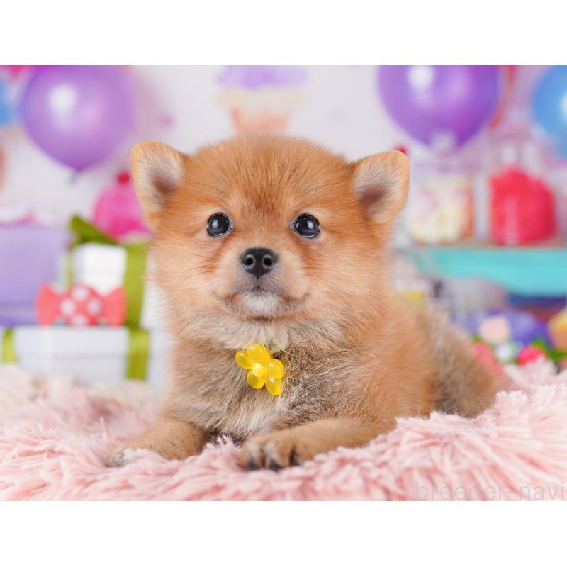 販売中の千葉県のミックス犬-425632の5枚目