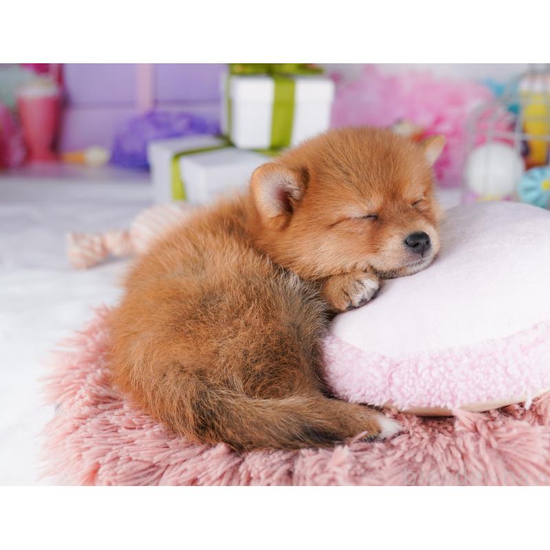 販売中の千葉県のミックス犬-425632の4枚目