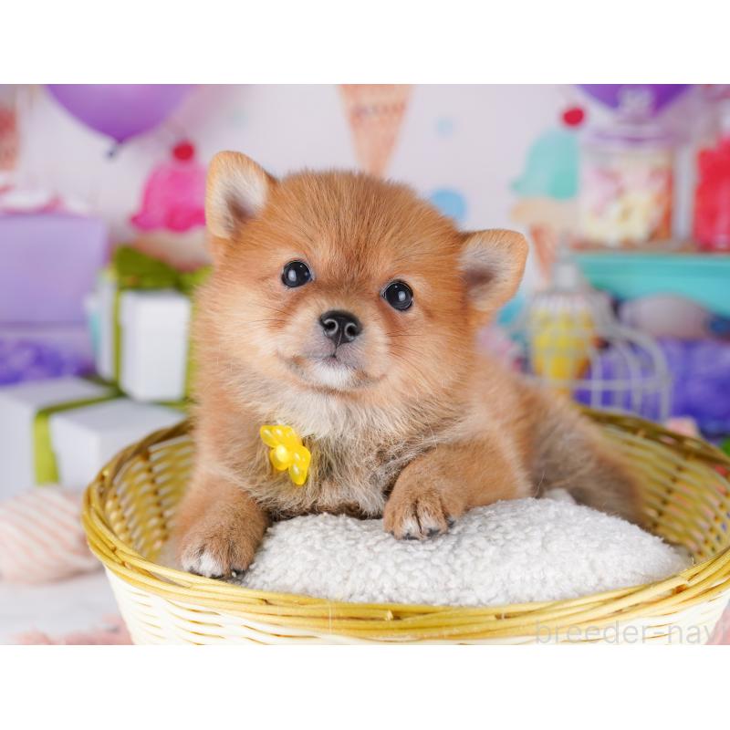 販売中の千葉県のミックス犬-425632の3枚目