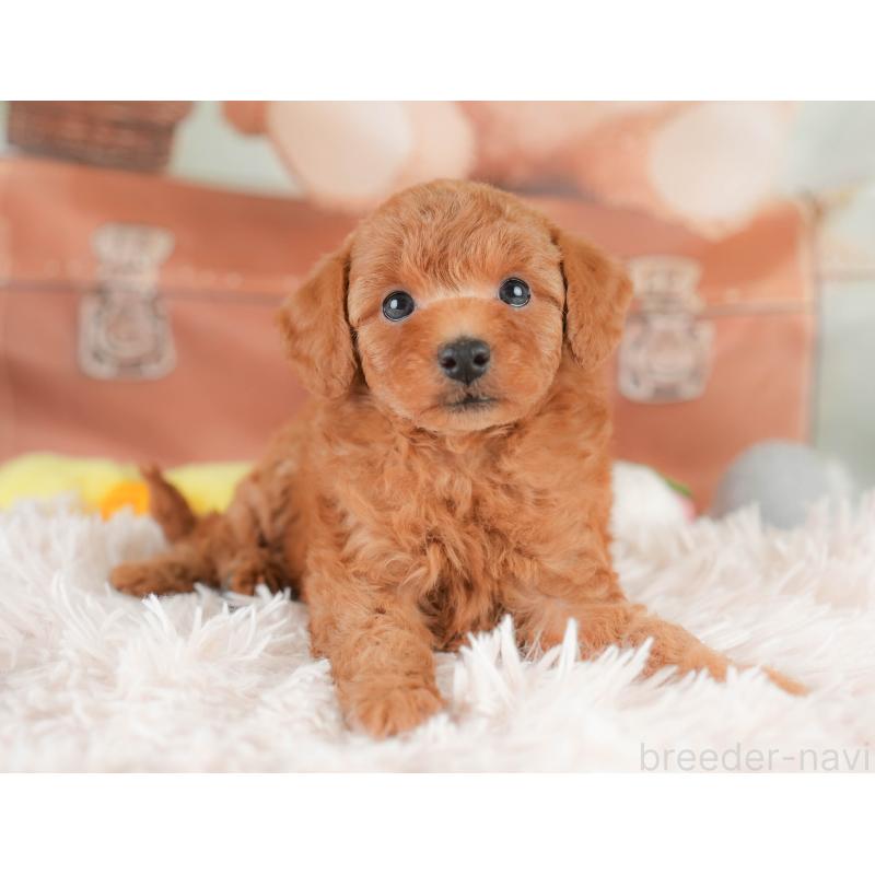 販売中の埼玉県のトイプードル-425634の12枚目