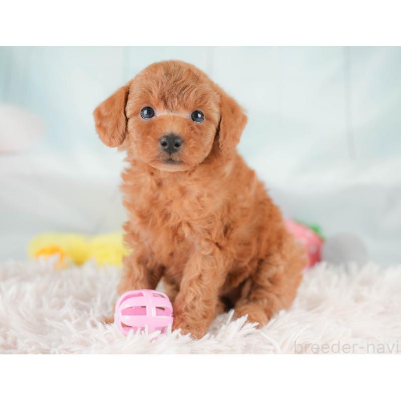 販売中の埼玉県のトイプードル-425634の11枚目