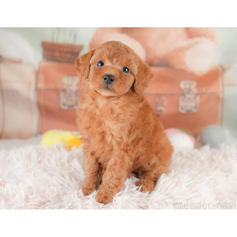 販売中の埼玉県のトイプードル-425634の10枚目