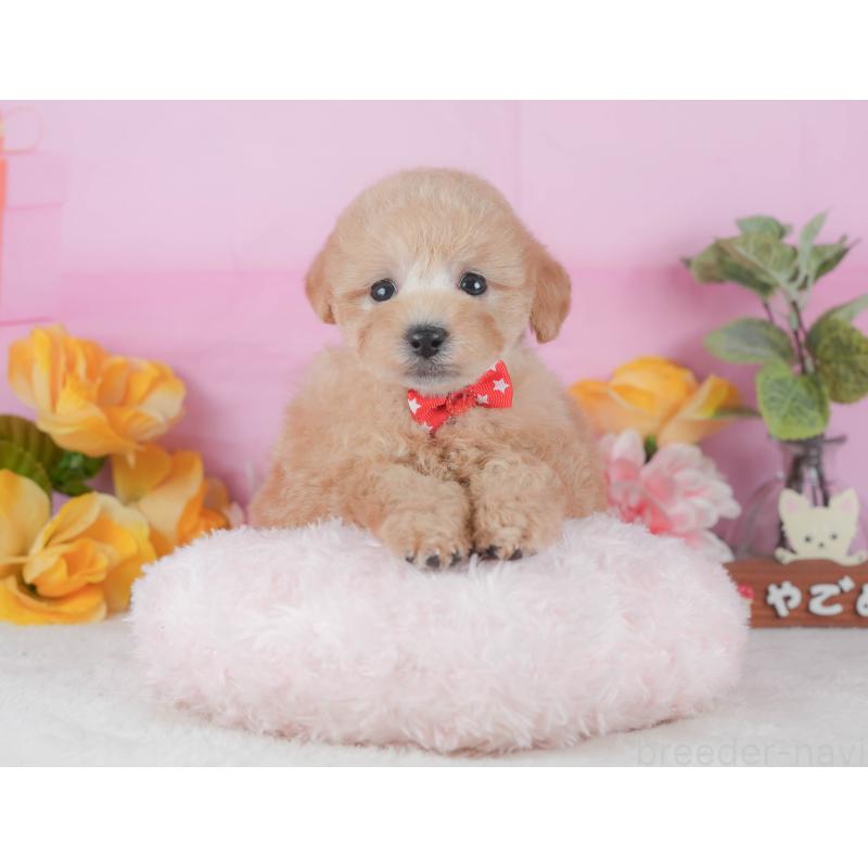 販売中の静岡県のトイプードル-425636の9枚目