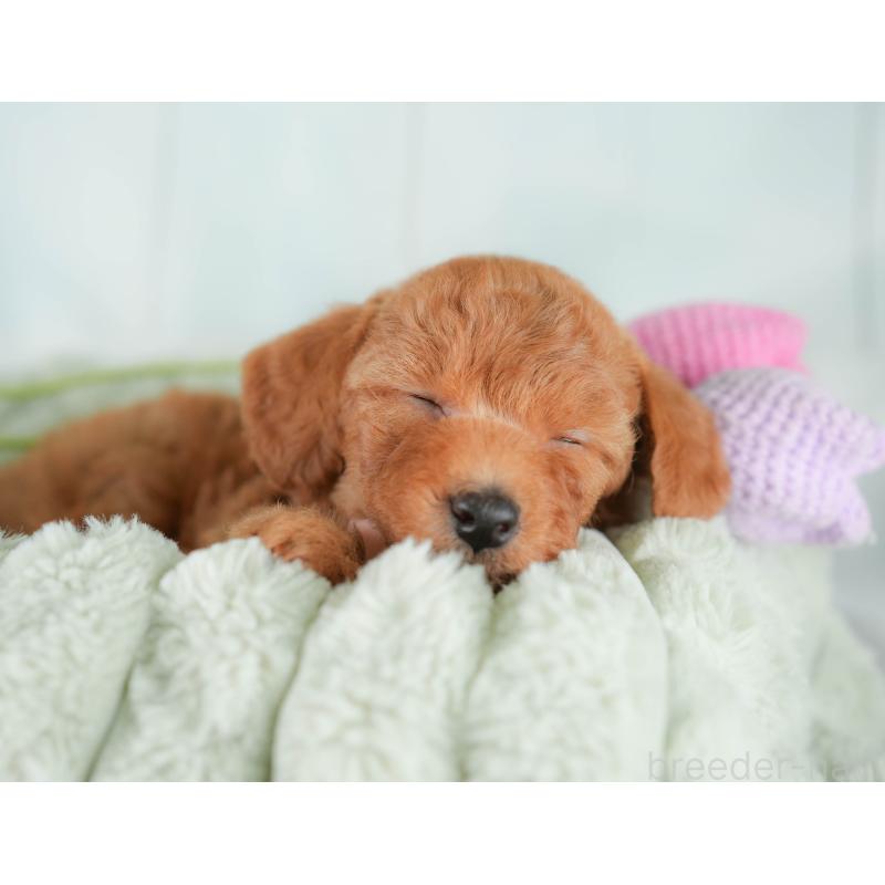 販売中の埼玉県のトイプードル-425634の9枚目