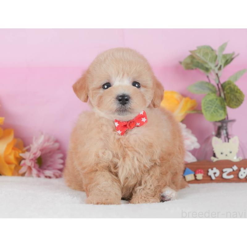 販売中の静岡県のトイプードル-425636の8枚目