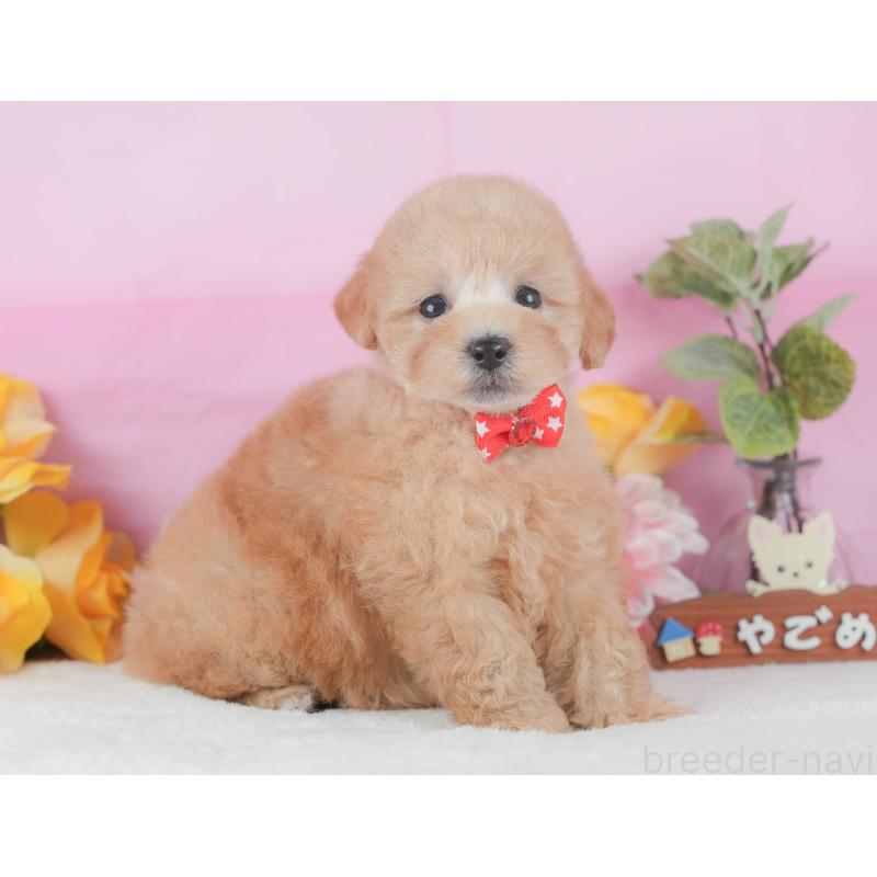 販売中の静岡県のトイプードル-425636の7枚目