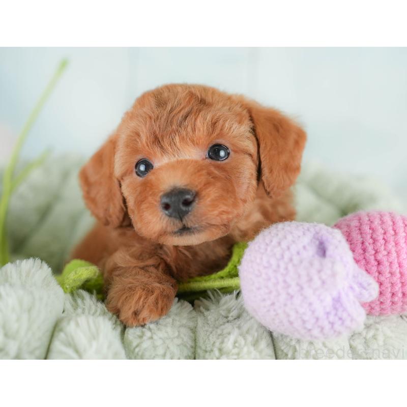 販売中の埼玉県のトイプードル-425634の8枚目