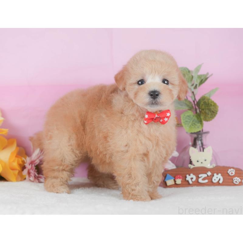 販売中の静岡県のトイプードル-425636の6枚目