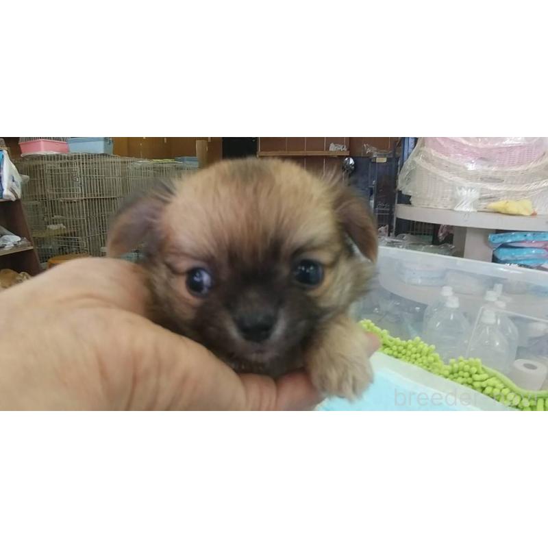 販売中の愛知県のチワワ(ロングコート)-425633の2枚目