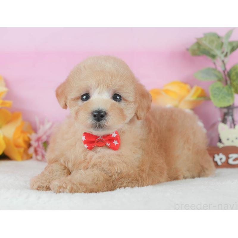 販売中の静岡県のトイプードル-425636の5枚目