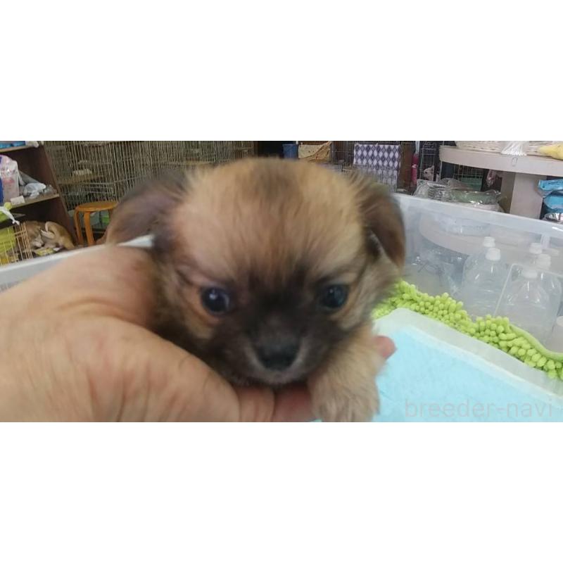 販売中の愛知県のチワワ(ロングコート)-425633の3枚目