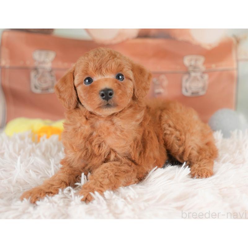 販売中の埼玉県のトイプードル-425634の7枚目