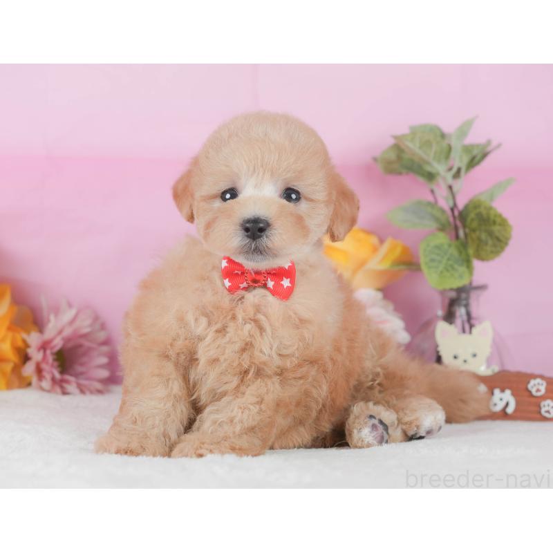 販売中の静岡県のトイプードル-425636の4枚目