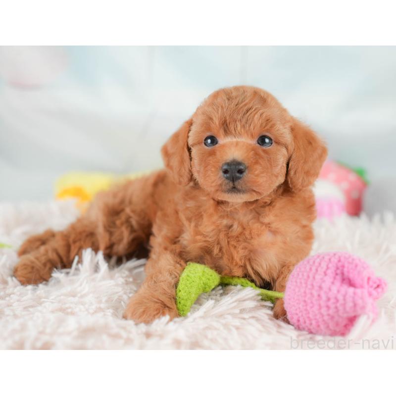 販売中の埼玉県のトイプードル-425634の6枚目