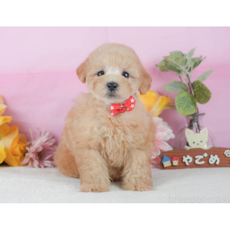 販売中の静岡県のトイプードル-425636の3枚目